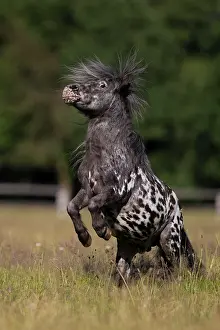 Mini: Mini Shetty Pony Stallion can climb on command