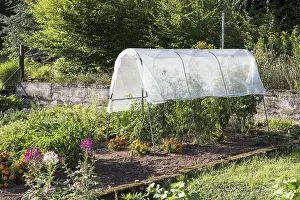 Private: Mini tomato house from foil with Tomato plants growing