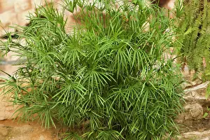 Cyperus: Mini Umbrella Plant