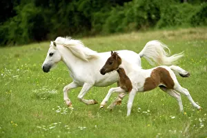 Skewbald: Miniature American Horse - adult and foal cantering