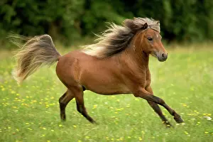 Power: Miniature American Horses - cantering