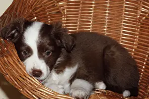 Armchair: Miniature American Shepherd, also Miniature Australian