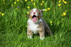 Patterned: Miniature American Shepherd or Miniature Australian S