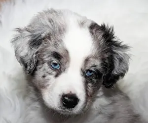 Merle: Miniature American Shepherd, puppy, 6.5 weeks, Blue