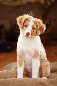 Merle: Miniature Australian Shepherd, puppy, red-merle