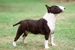 Miniature: Miniature Bull Terrier DOG - side on