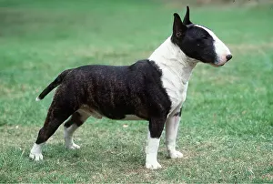 Miniature: MINIATURE BULL TERRIER DOG
