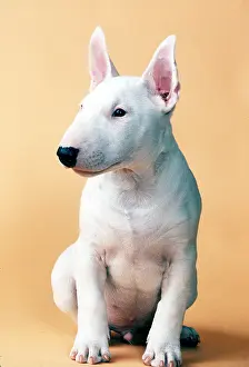Claw: Miniature bull terrier DOG - puppy