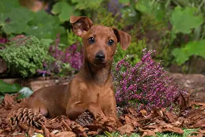 Pinschers: Miniature or Dwarf Pinscher puppy outdoors in Autumn
