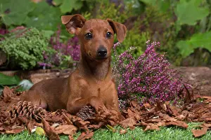 Pinschers: Miniature or Dwarf Pinscher puppy outdoors in Autumn