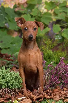 Pinschers: Miniature or Dwarf Pinscher puppy outdoors in Autumn