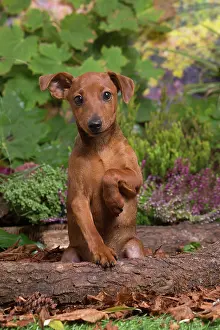 Pinschers: Miniature or Dwarf Pinscher puppy outdoors in Autumn