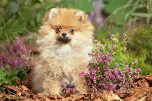 111019: Miniature German Spitz Dog outdoors in Autumn