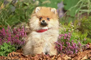 111019: Miniature German Spitz Dog outdoors in Autumn