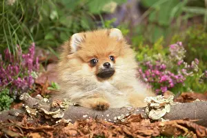 111019: Miniature German Spitz Dog outdoors in Autumn