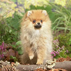 111019: Miniature German Spitz Dog outdoors in Autumn