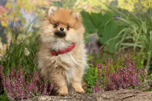 111019: Miniature German Spitz Dog outdoors in Autumn