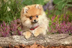 111019: Miniature German Spitz Dog outdoors in Autumn