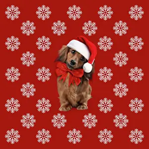 281217: Miniature Long-haired Dachshund Dog wearing Christmas