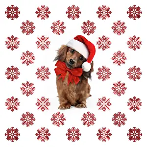 Designs: Miniature Long-haired Dachshund Dog wearing Christmas