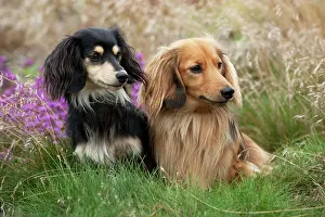 Size: Miniature long haired dachshunds sitting together