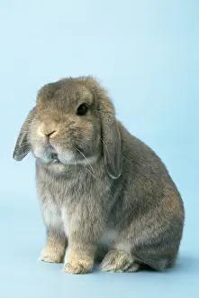 Lops: Miniature Lop (fancy) RABBIT - Dwarf