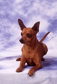 Pinschers: MINIATURE PINSCHER DOG - lying in studio