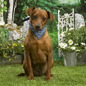 Pinschers: Miniature Pinscher dog outside in the garden