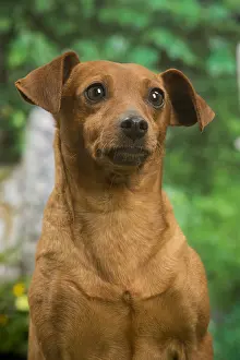 Pinschers: Miniature Pinscher dog outside in the garden