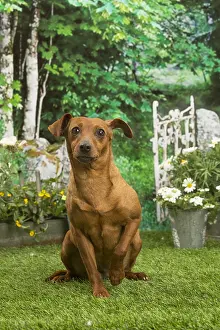 Pinschers: Miniature Pinscher dog outside in the garden