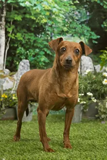 Pinschers: Miniature Pinscher dog outside in the garden