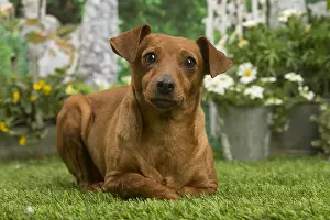 Pinschers: Miniature Pinscher dog outside in the garden