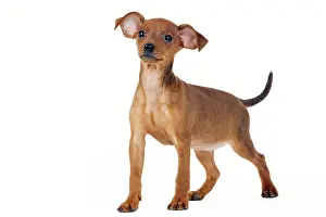 Pinscher: Miniature Pinscher Dog - puppy two months old