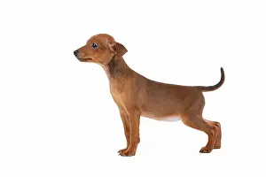 Pinscher: Miniature Pinscher Dog - puppy two months old