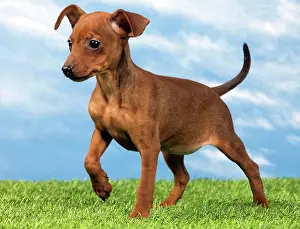 Pinscher: Miniature Pinscher Dog - puppy two months old