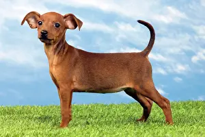 Pinscher: Miniature Pinscher Dog - puppy two months old