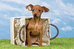 Pinscher: Miniature Pinscher Dog - puppy two months old in basket