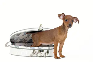 Pinscher: Miniature Pinscher Dog - puppy two months old with case