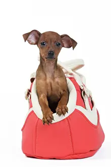 Pinscher: Miniature Pinscher Dog - puppy two months old in Dog bag
