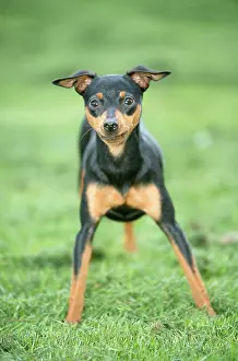 Pinschers: Miniature PINSCHER DOG - STANDING