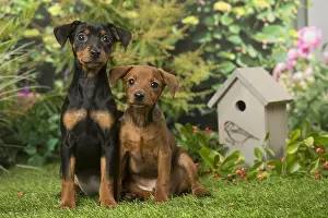 Pinschers: Two Miniature Pinscher puppies in the garden