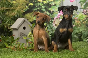 Pinschers: Two Miniature Pinscher puppies in the garden