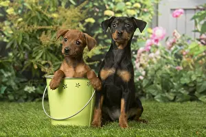 Bucket: Two Miniature Pinscher puppies in the garden