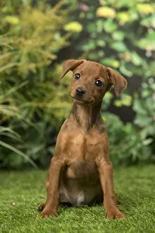 Pinschers: Miniature Pinscher puppy in the garden