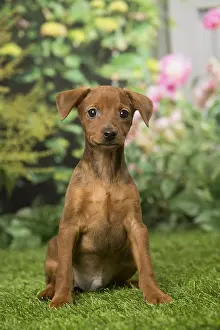 Pinschers: Miniature Pinscher puppy in the garden