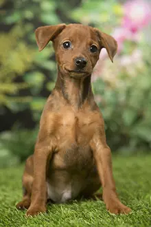Pinschers: Miniature Pinscher puppy in the garden