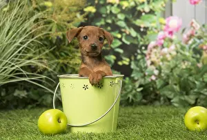 Pinschers: Miniature Pinscher puppy in the garden