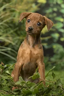Pinschers: Miniature Pinscher puppy in the garden