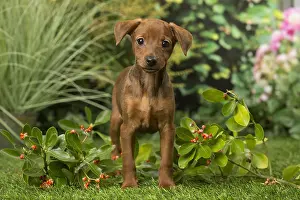 Pinschers: Miniature Pinscher puppy in the garden