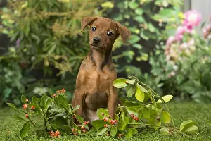 Pinschers: Miniature Pinscher puppy in the garden